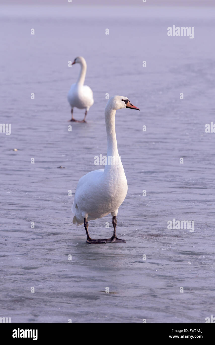 Lonely swans on ice on the lake Balaton of Hungary in winter Stock Photo