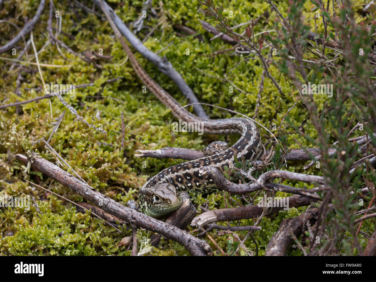 Male sand lizard (Lacerta agilis) on moss in a Surrey heathland in