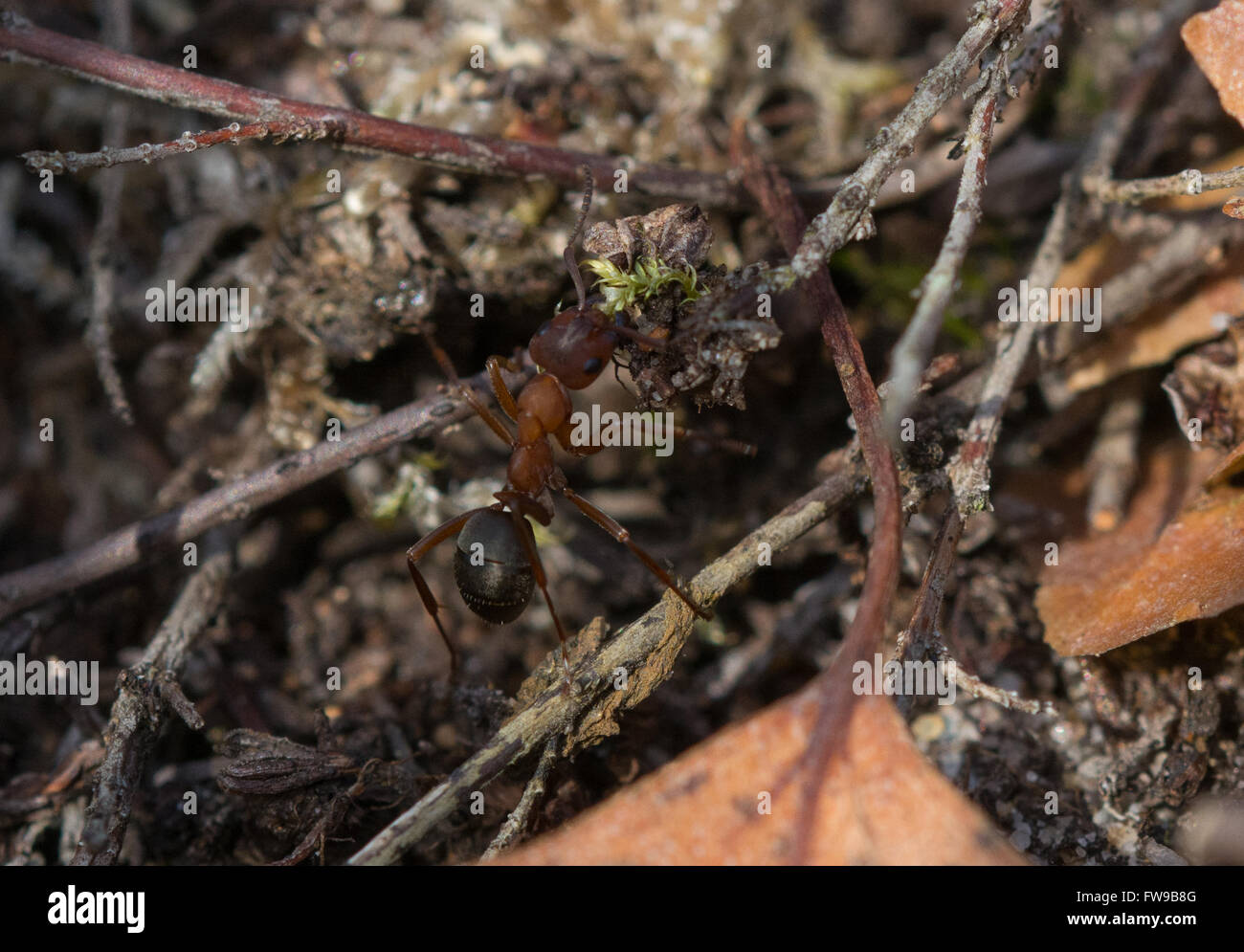 Close-up of Southern wood ant (Formica rufa) carrying vegetation on a Surrey heathland in England Stock Photo