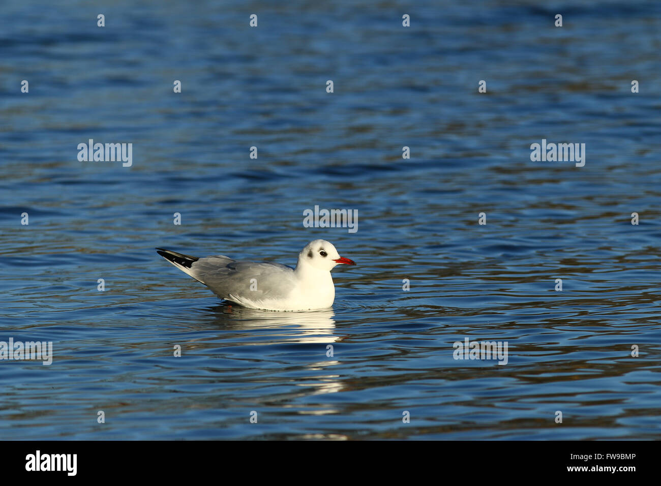 Black-headed gull (Chroicocephalus ridibundus) in water, Lake Kemnade, Witten, North Rhine-Westphalia, Germany Stock Photo