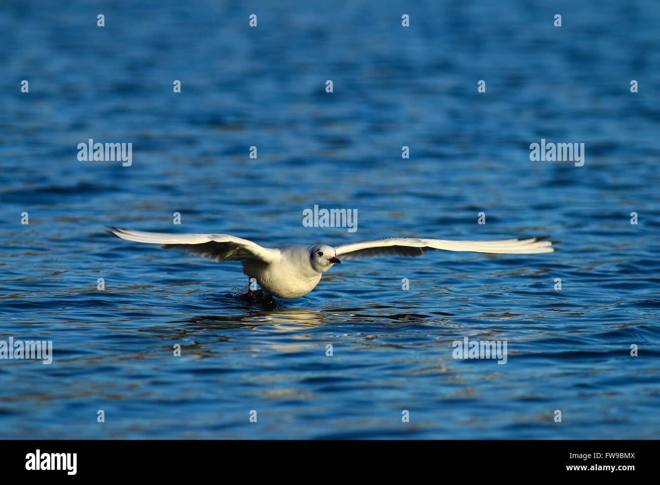 Black-headed gull (Chroicocephalus ridibundus) flying over water, Lake Kemnade, Witten, North Rhine-Westphalia, Germany Stock Photo