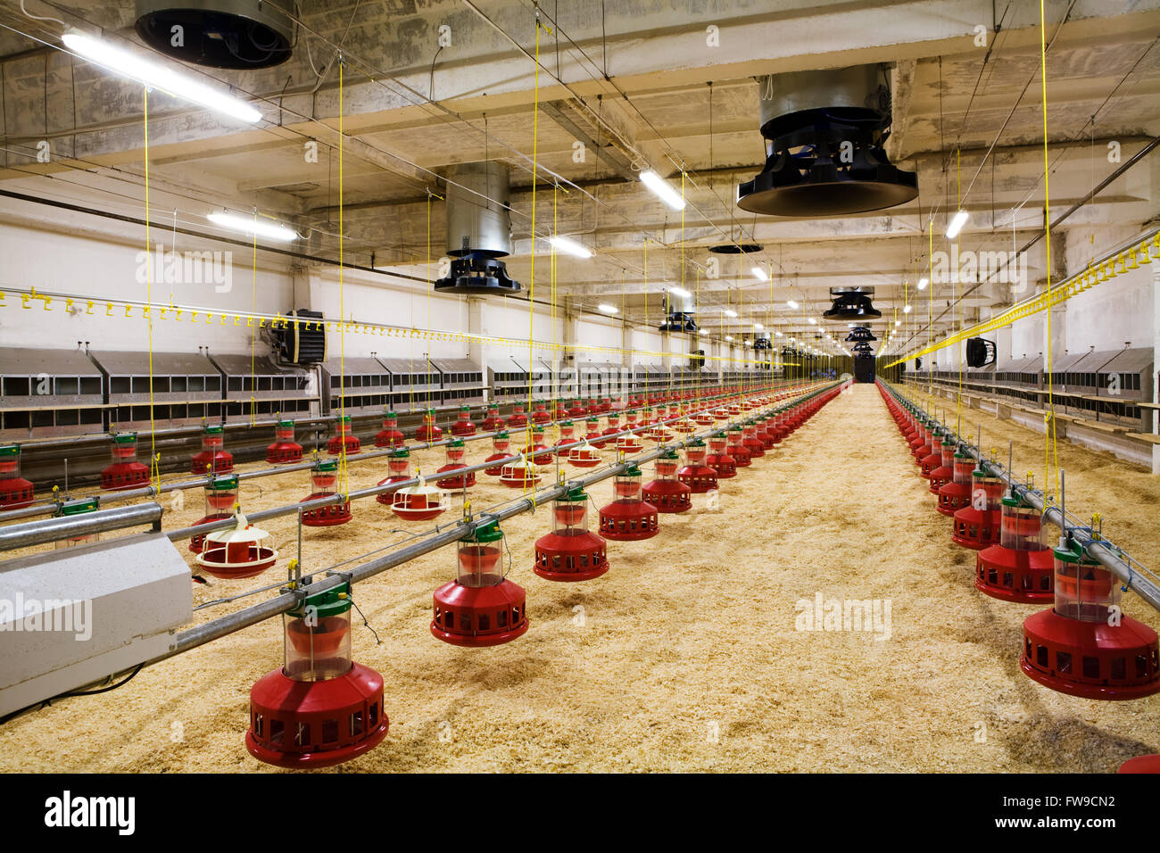 The modern and new automated integrated poultry farm Stock Photo Alamy