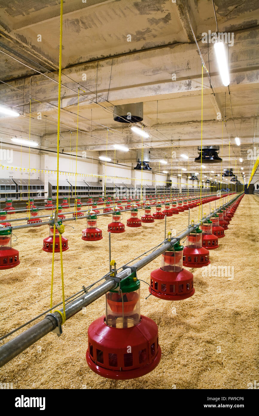 The modern and new automated integrated poultry farm Stock Photo - Alamy