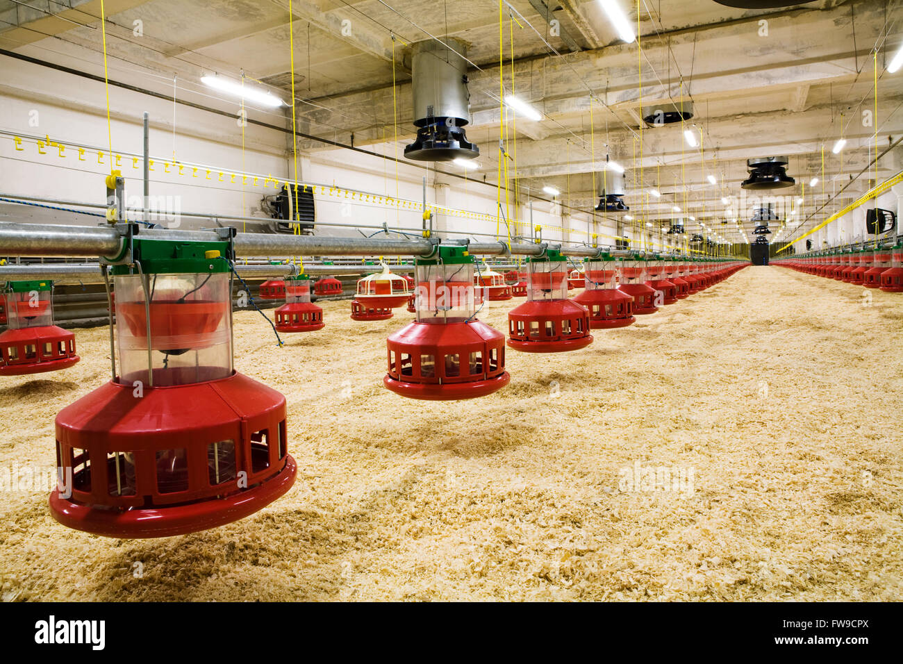 The modern and new automated integrated poultry farm Stock Photo Alamy