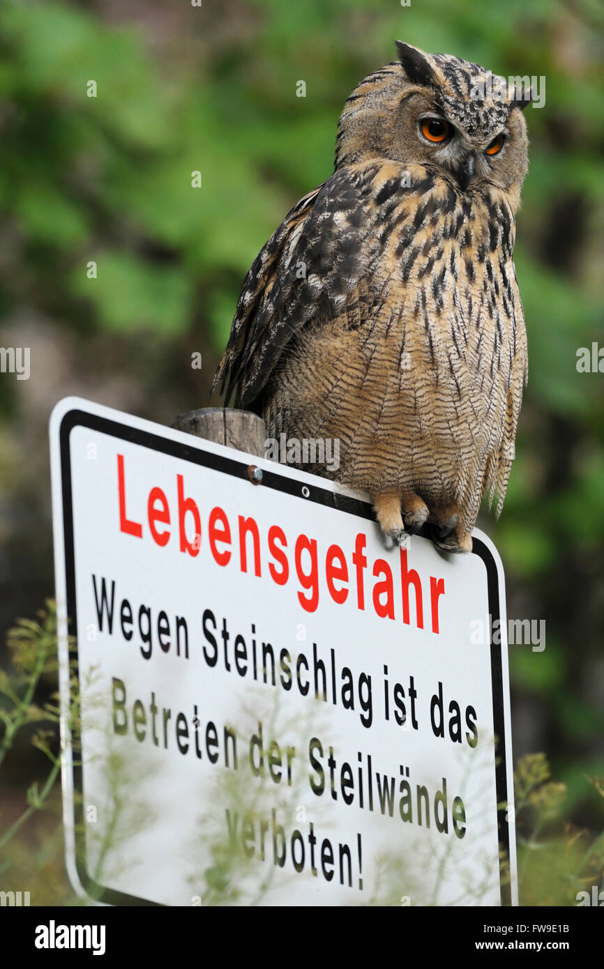 Northern Eagle Owl / Europaeischer Uhu ( Bubo bubo ) perched on a sign warning for acute danger of life because of rockfall. Stock Photo
