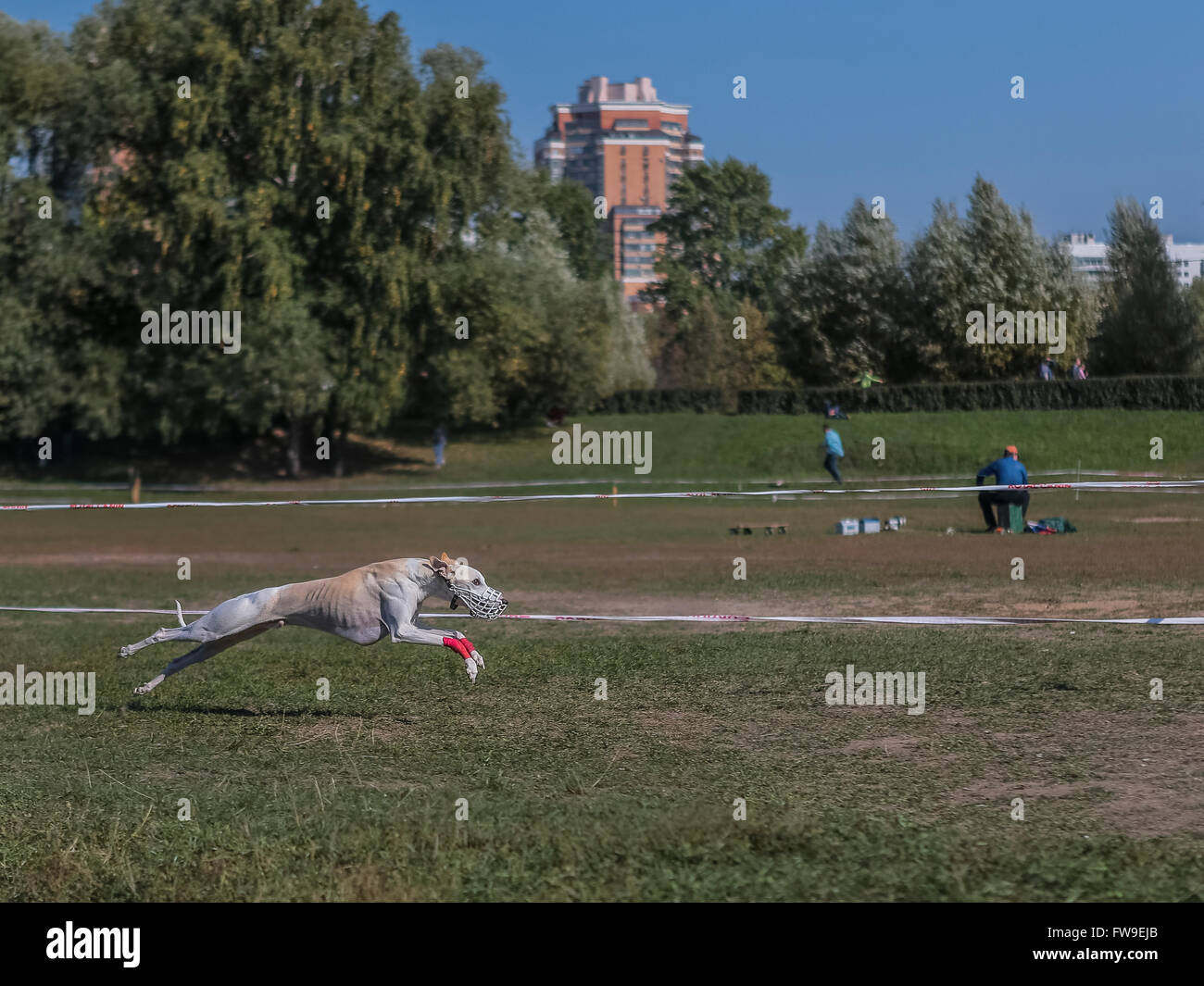 Coursing dog. Stock Photo