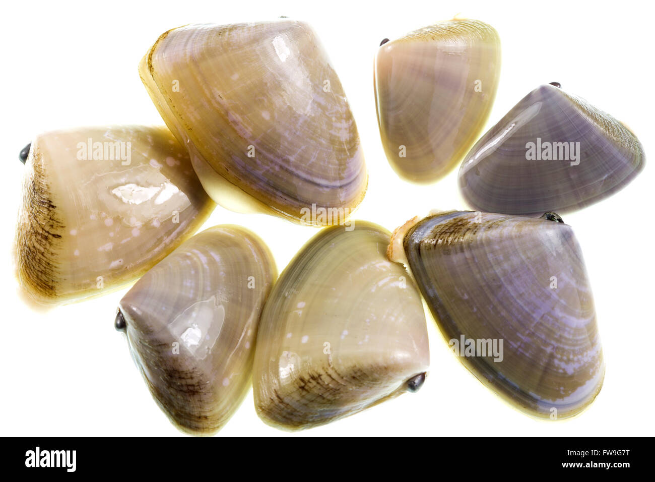 Pipis (Plebidonax deltoides) is a small, edible saltwater clam or marine bivalve mollusc of the family Donacidae, endemic to Aus Stock Photo