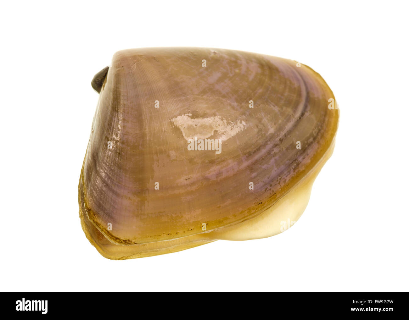 Pipis (Plebidonax deltoides) is a small, edible saltwater clam or marine bivalve mollusc of the family Donacidae, endemic to Aus Stock Photo
