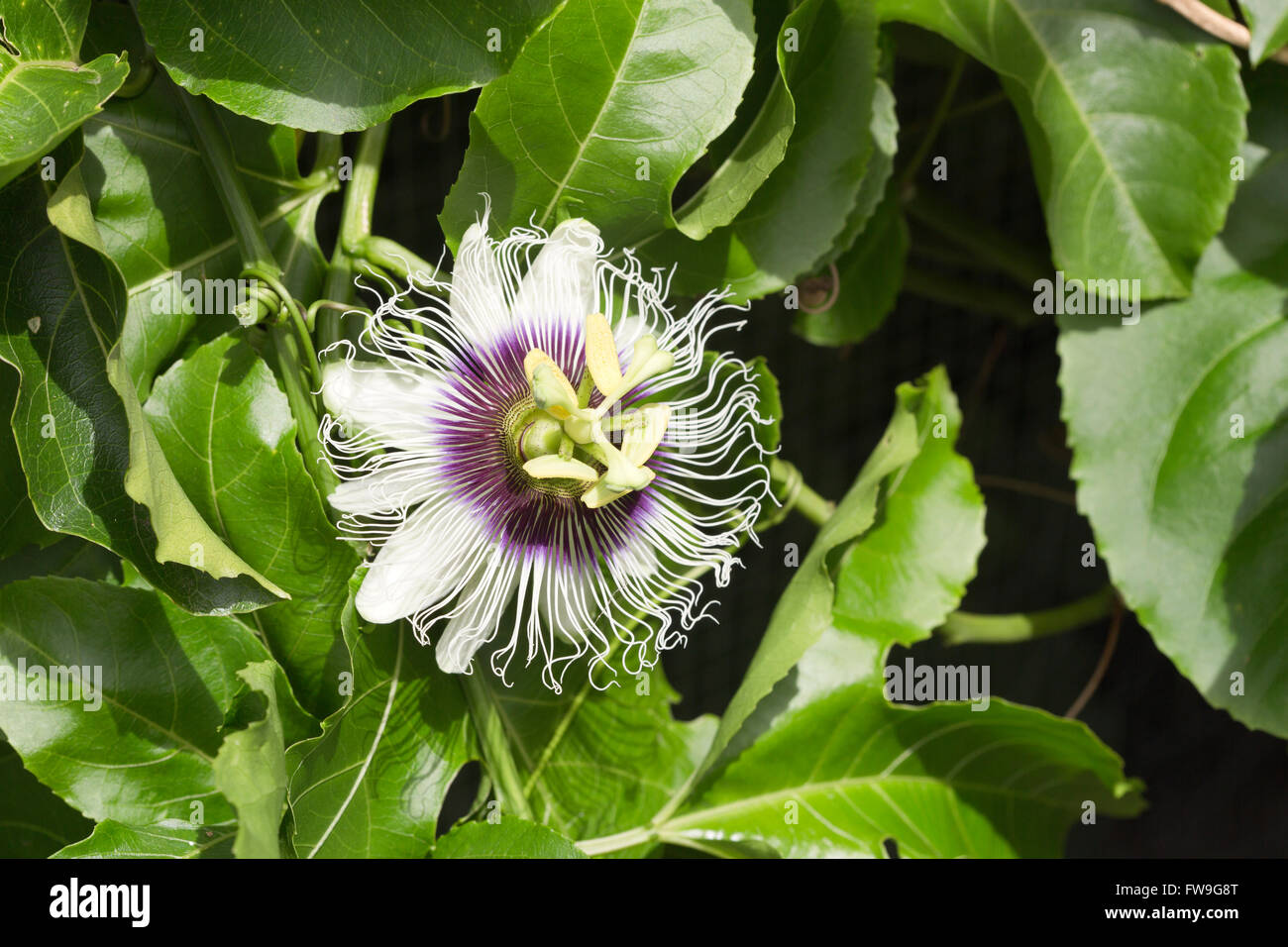 Passion fruit flowers (passiflora incarnata) on the vine Stock Photo