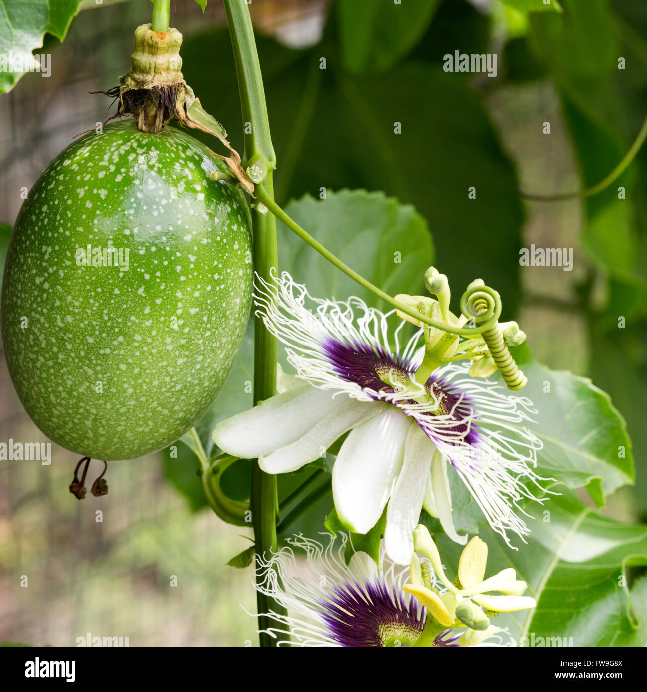 Passion fruit flowers (passiflora incarnata) and fruit on the vine Stock Photo