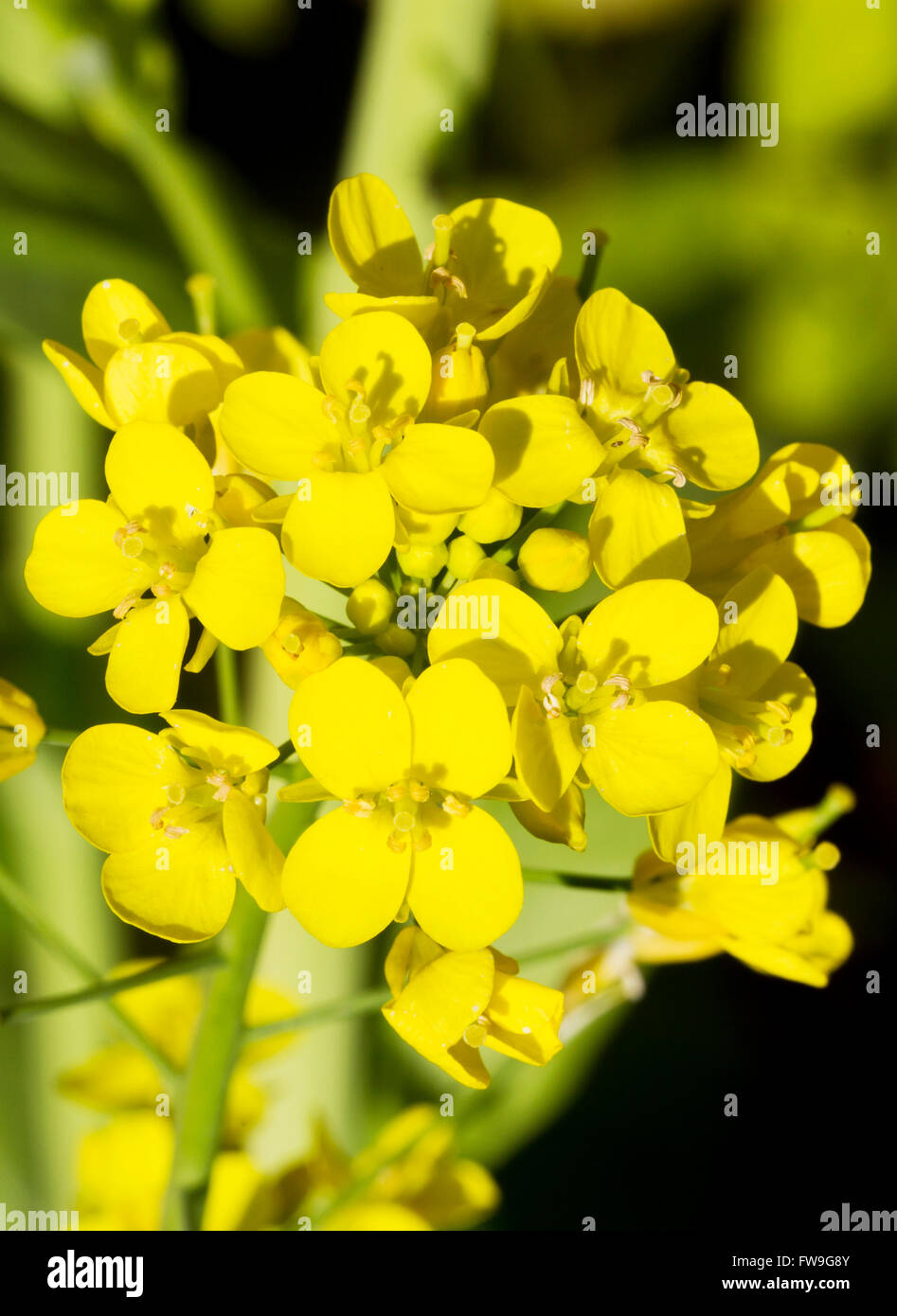 Flowers of the Bok Choy (Brassica rapa subsp. Chinensis) Chinese cabbage Stock Photo
