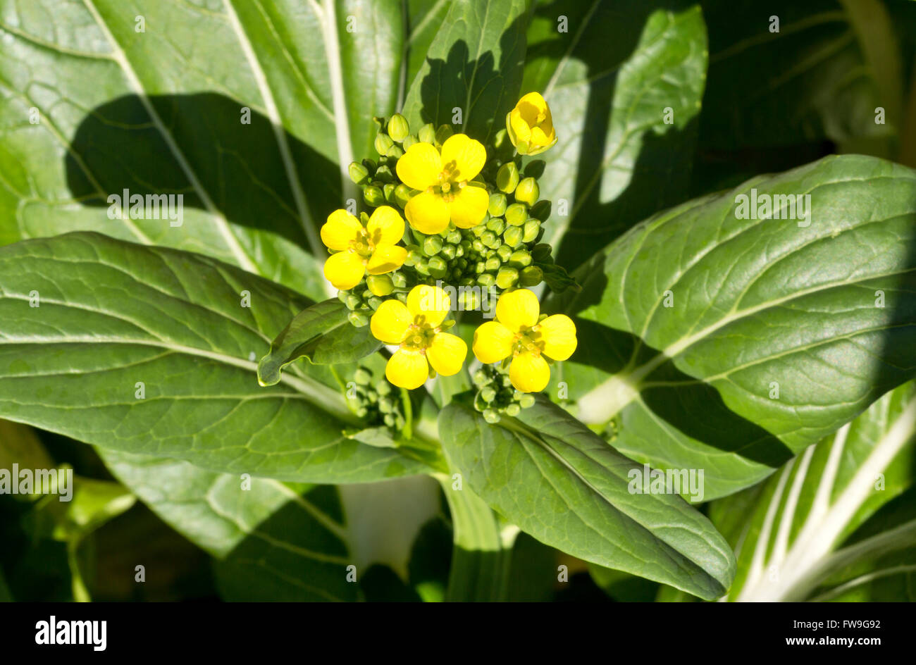 Flowers of the Bok Choy (Brassica rapa subsp. Chinensis) Chinese cabbage Stock Photo Alamy