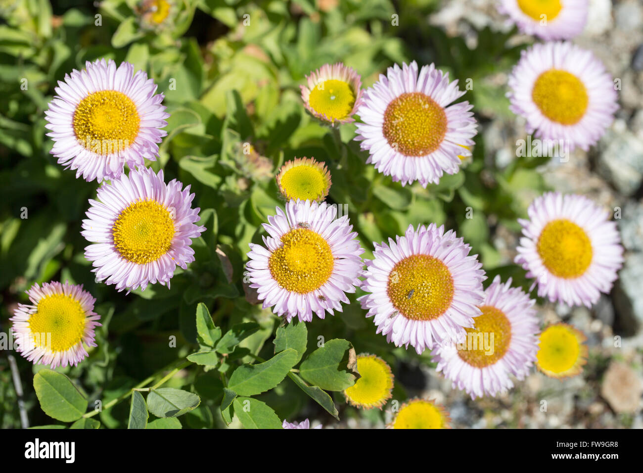 Seaside Fleabane - Erigeron Glaucus Stock Photo