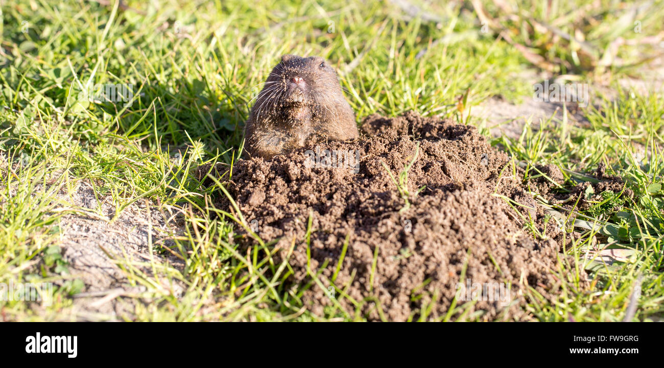 Botta's Pocket Gopher peeking over burrow Stock Photo Alamy