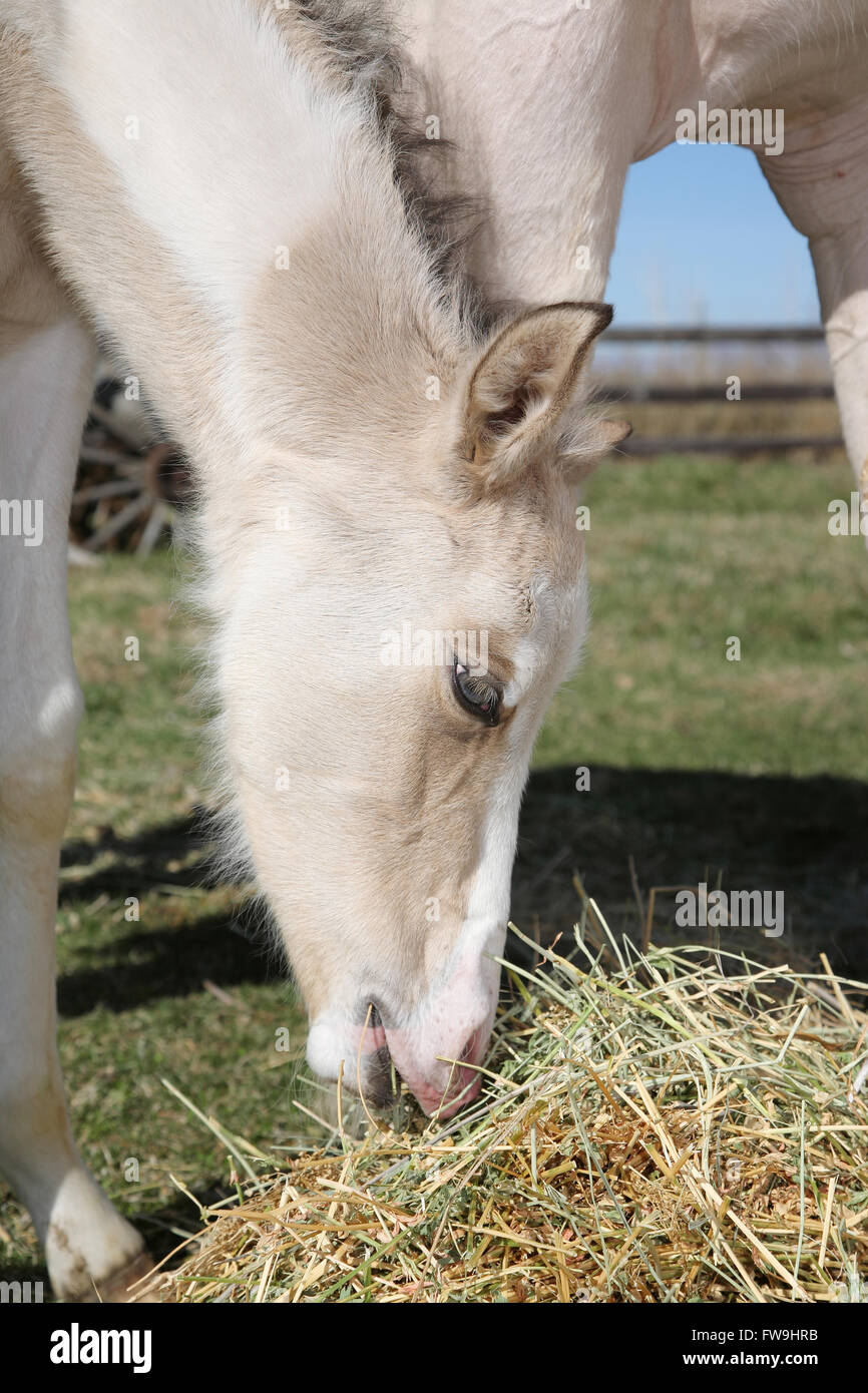 Baby horse hires stock photography and images Alamy