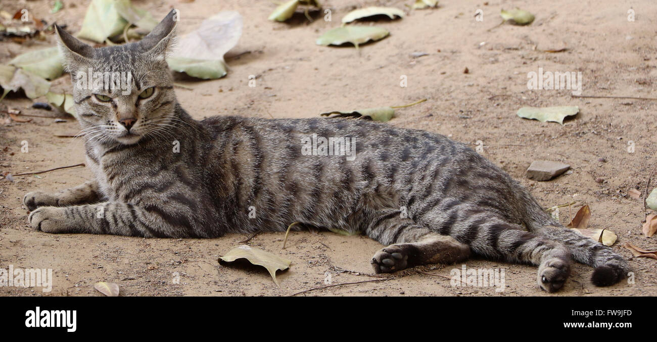 Cat in the forest Stock Photo Alamy
