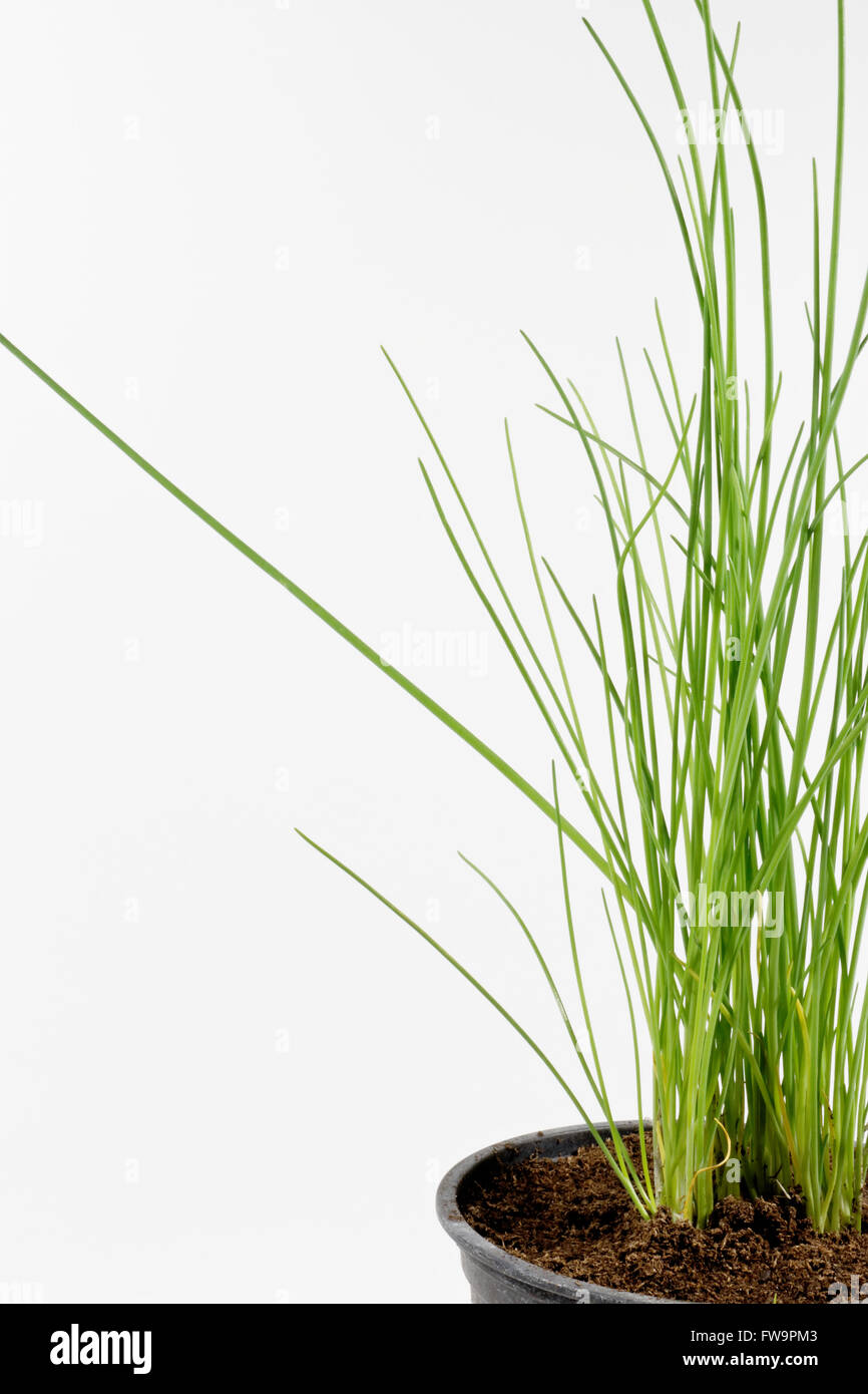Chives Kitchen Herb In A Pot Isolated On White Background Stock Photo Alamy