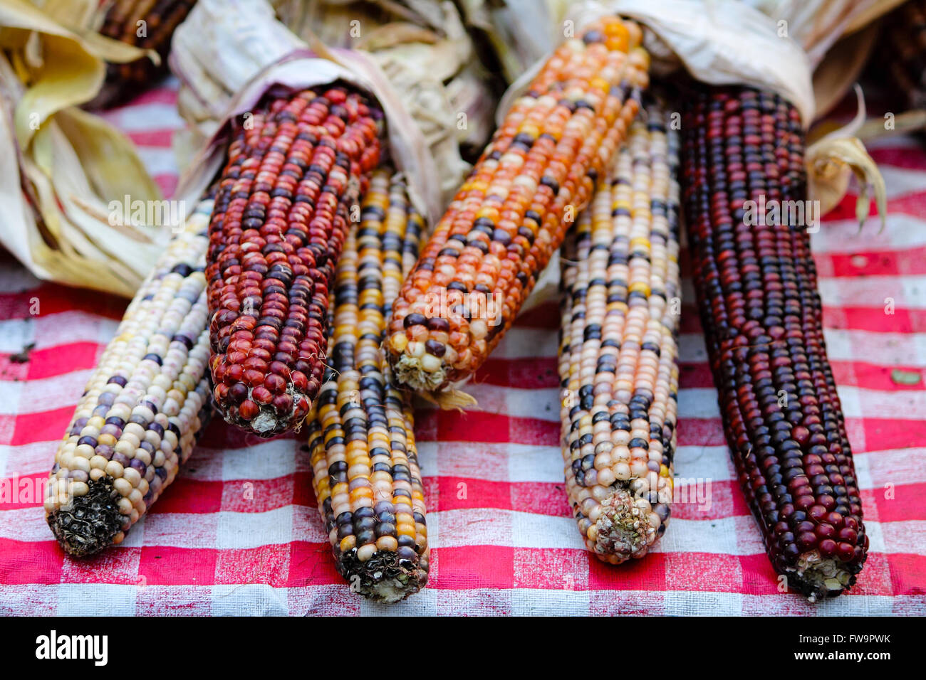 Various type of corns on a table Stock Photo