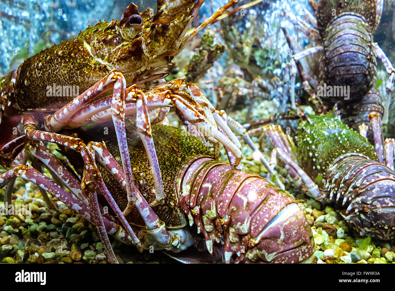 Great lobsters alive Stock Photo