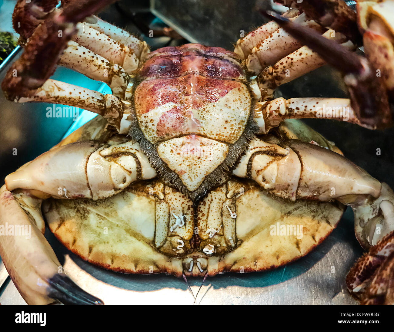 Great edible crab alive at a fish market in Lisbon Stock Photo - Alamy