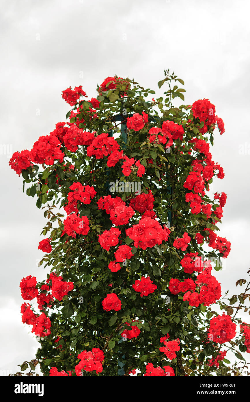 Dark red climbing rosebush Stock Photo
