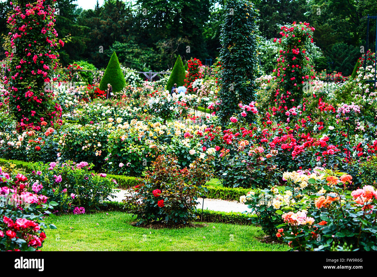 Paris- Bois de Boulogne classic rose garden in the Roseraie de Bagatelle Stock Photo