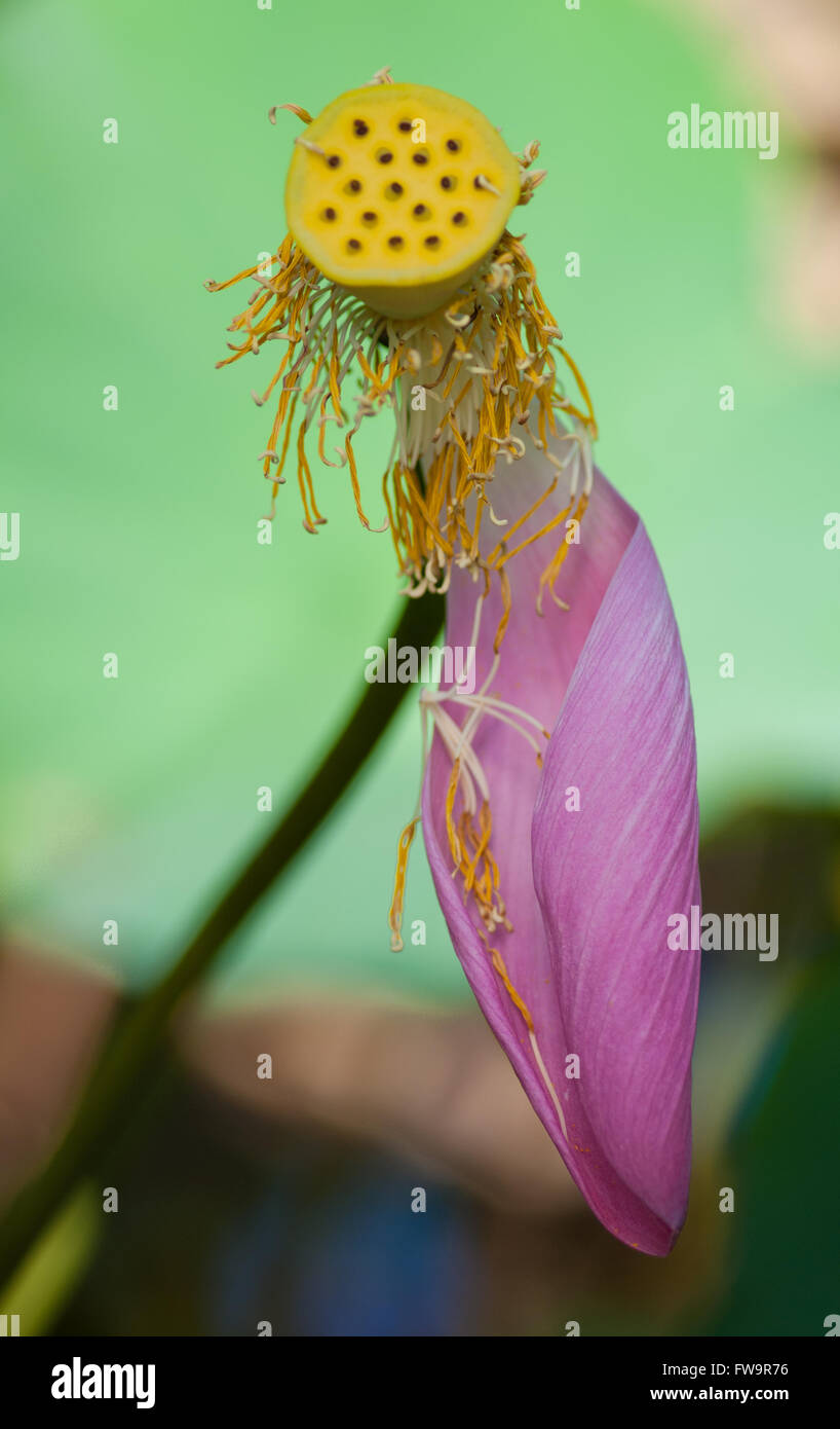 Pink lotus flower falling apart to reveal seed pod Stock Photo