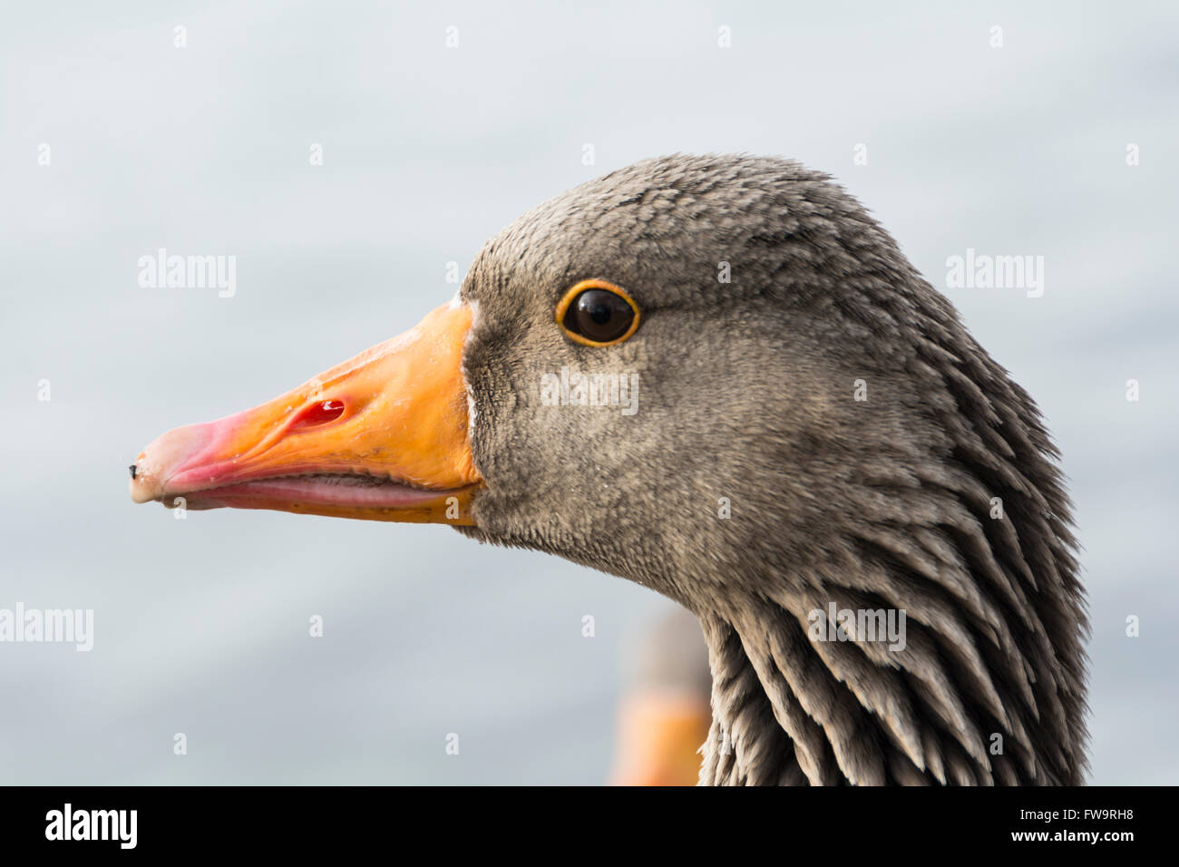 Closeup of the head of a  Greylag goose, or Anser anser,  is a bird in the waterfowl family Anatidae Stock Photo