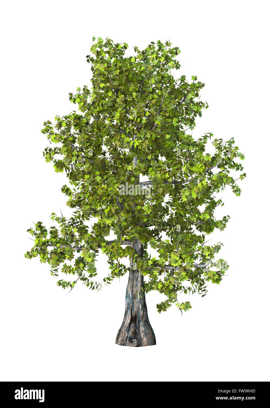 Green Maple Tree Rendering 3D illustration of a green maple tree isolated on white background ...
