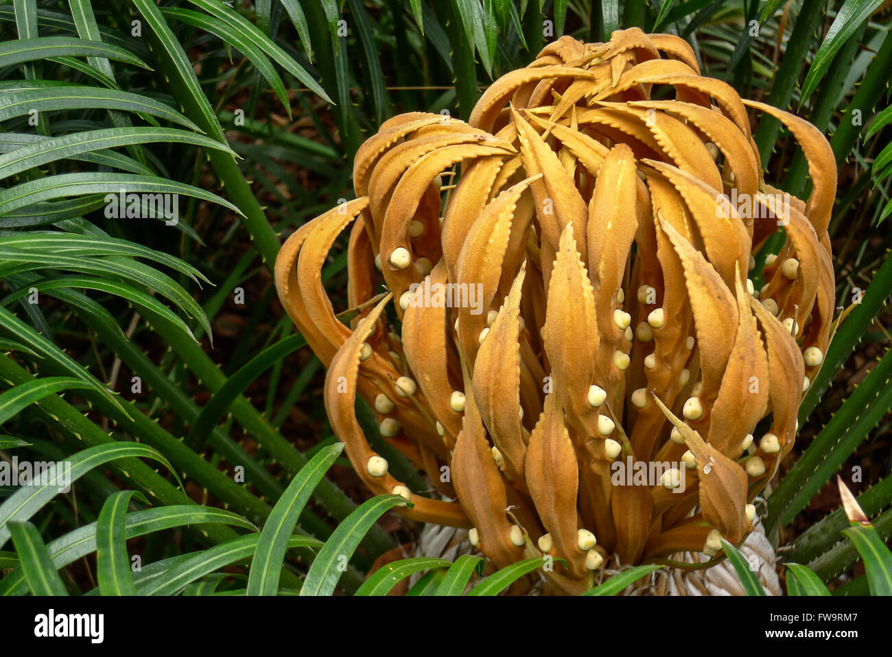 Malaysian cycad, Cycas circinalis, cone of the female plant Stock Photo