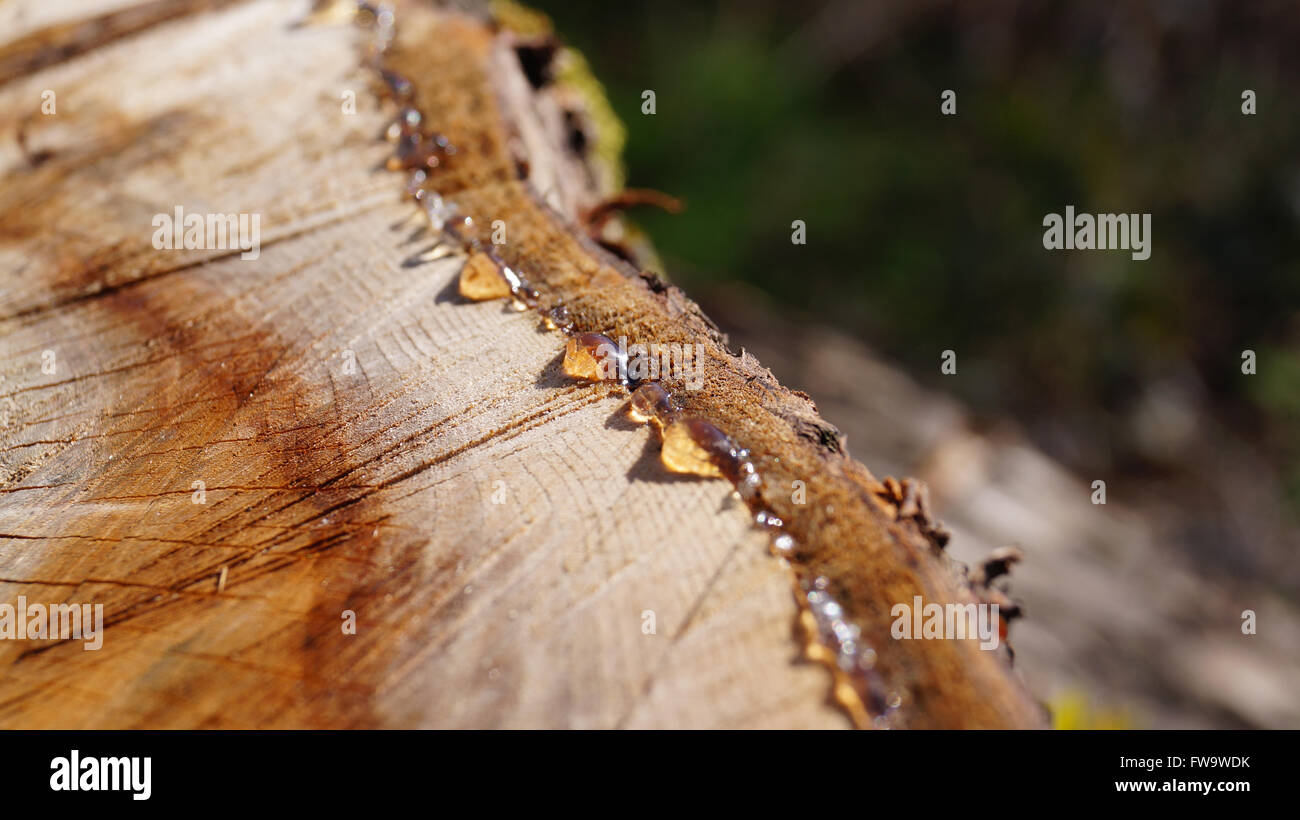Tree sap oozing from freshly chopped tree trunk in the spring sunshine ...