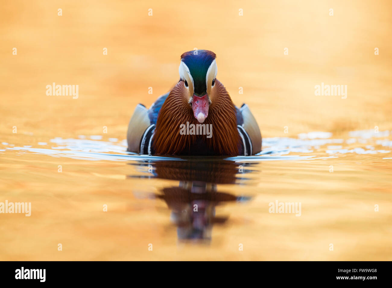 Mandarin Duck / Mandarinente ( Aix galericulata ), colorful drake in breeding dress on golden colored water, frontal view. Stock Photo