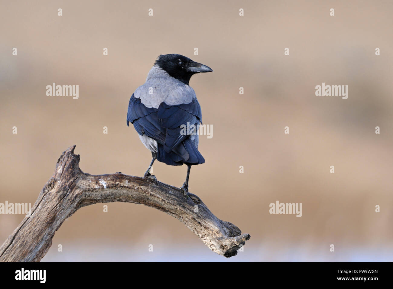 Attentive Hoodiecrow / Nebelkraehe ( Corvus cornix ) perched on a wooden stick above wetlands watching around. Stock Photo