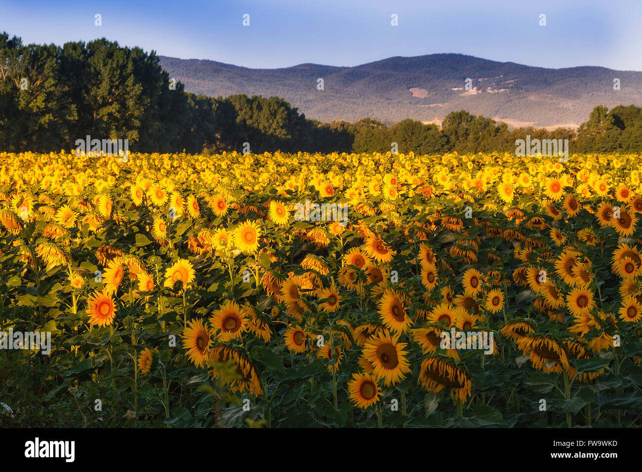 Field of sunflowers in Tuscany lit with a rising sun Stock Photo - Alamy
