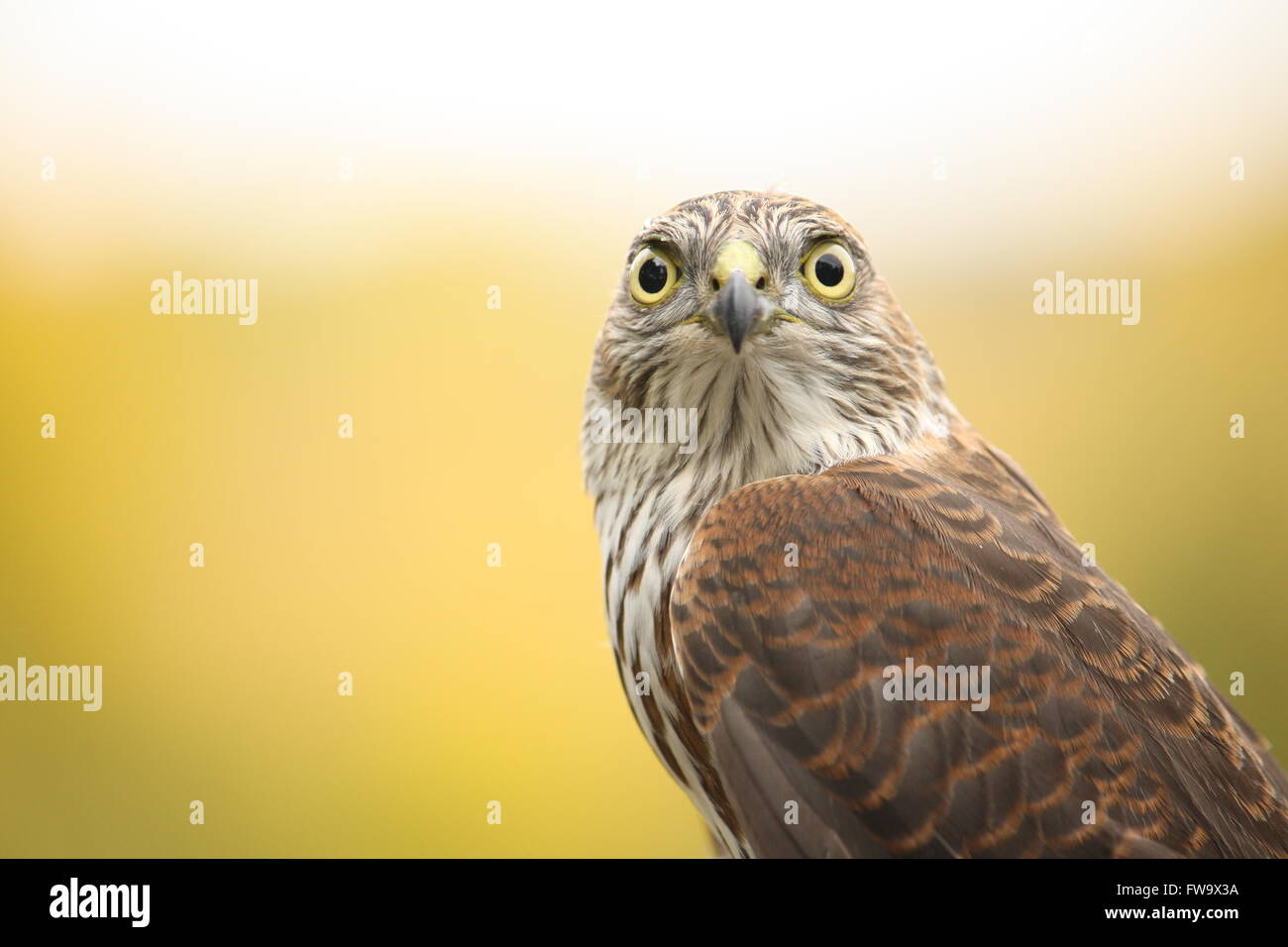 Immature Sharp-shinned Hawk Stock Photo - Alamy