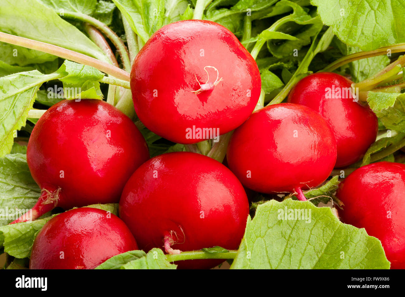 radish closeup Stock Photo