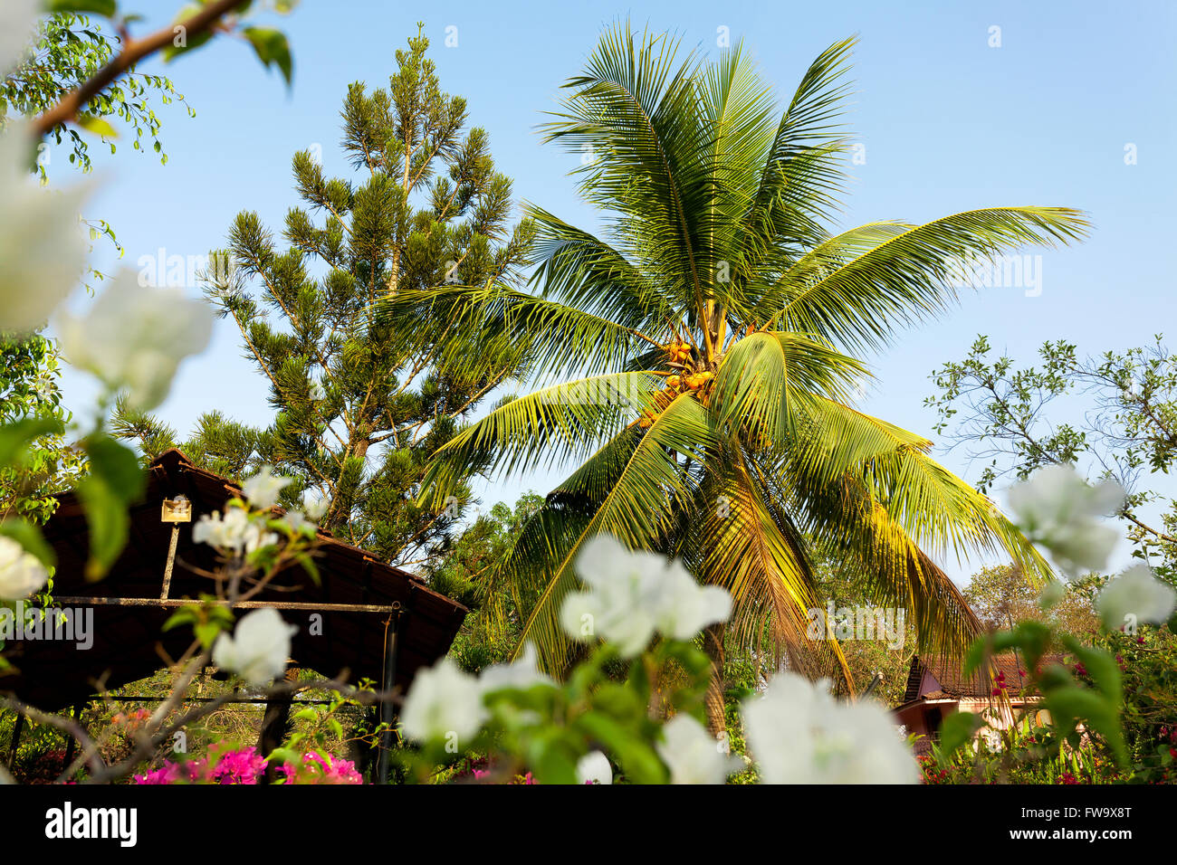 coconut palm tree garden Stock Photo