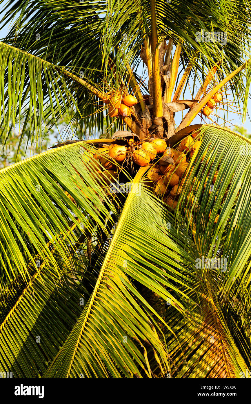 coconut palm tree closeup Stock Photo
