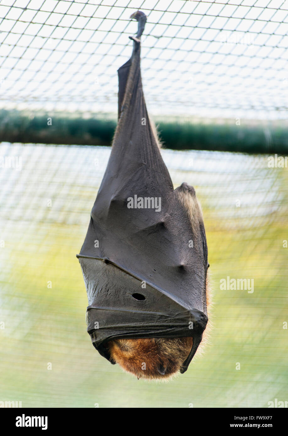 Bat roosting on the islet of Ile Aux Aigrettes in Mauritius. Stock Photo