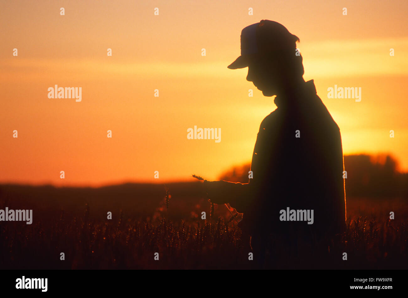 Silhouette of a Farmer Standing in Field inspecting some grain at ...