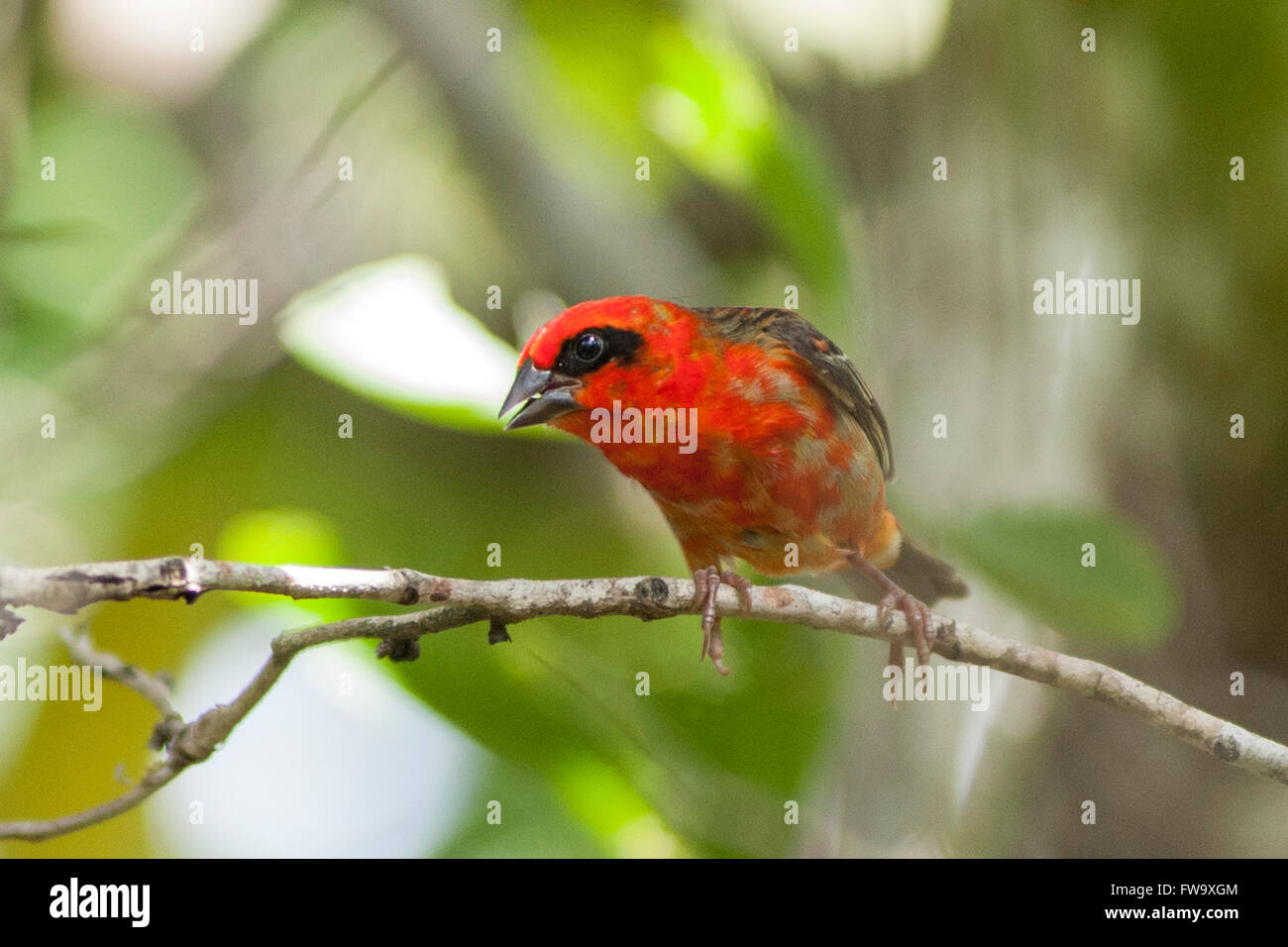 Madagascar Red Fody on the islet of Ile Aux Aigrettes in Mauritius. Stock Photo