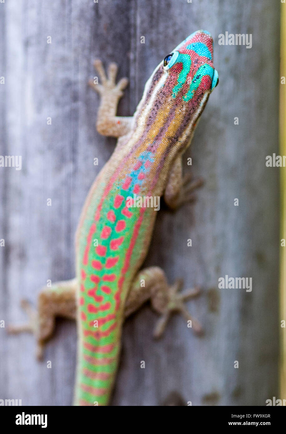 Ornate day gecko (Phelsuma ornata) on the islet of Ile Aux Aigrettes in Mauritius. Stock Photo