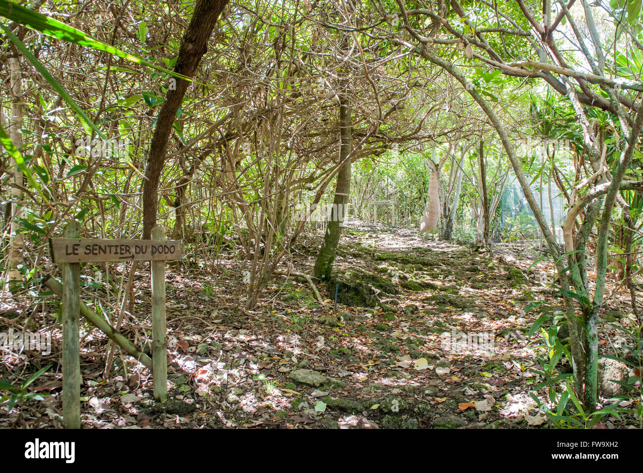 Vegetation on the islet of Ile Aux Aigrettes in Mauritius. Stock Photo