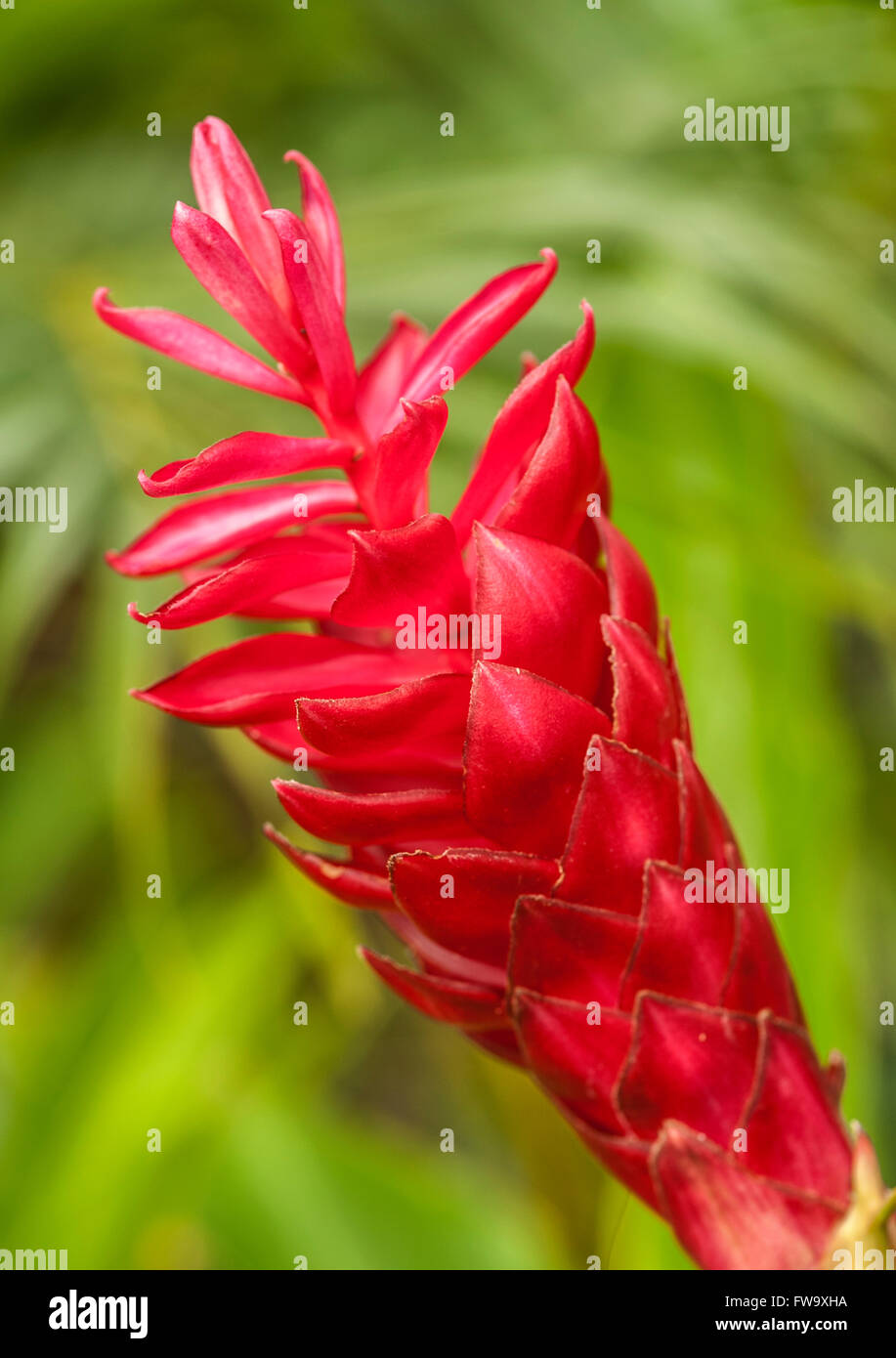 Mauritius flower hi-res stock photography and images - Alamy