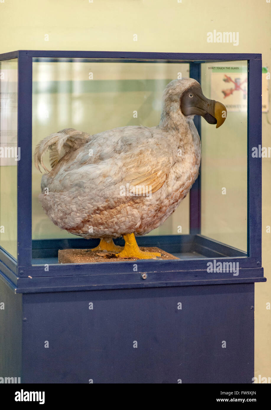 The dodo exhibit in the Natural History Museum in Port Louis, the capital of Mauritius. Stock Photo