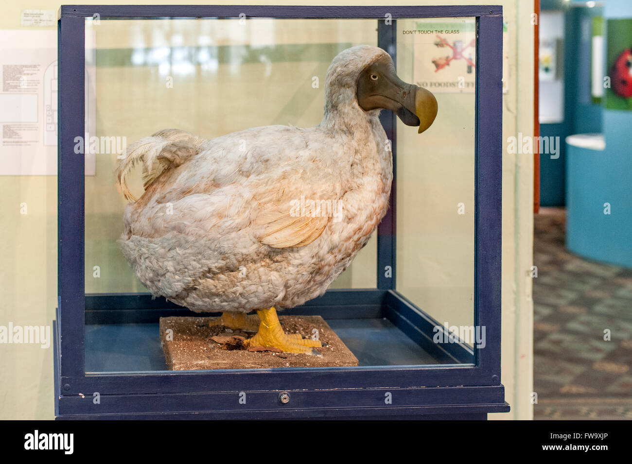 The dodo exhibit in the Natural History Museum in Port Louis, the capital of Mauritius. Stock Photo