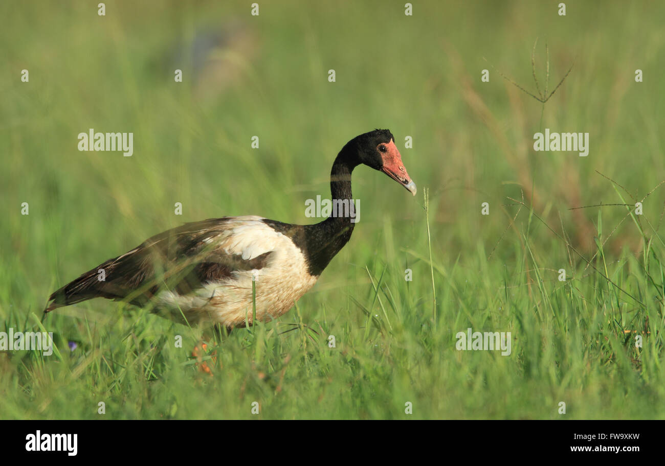 A Magpie Goose - Anseranas semipalmata - foraging for food in grassy wetlands in tropical Australia. Photo Chris Ison. Stock Photo