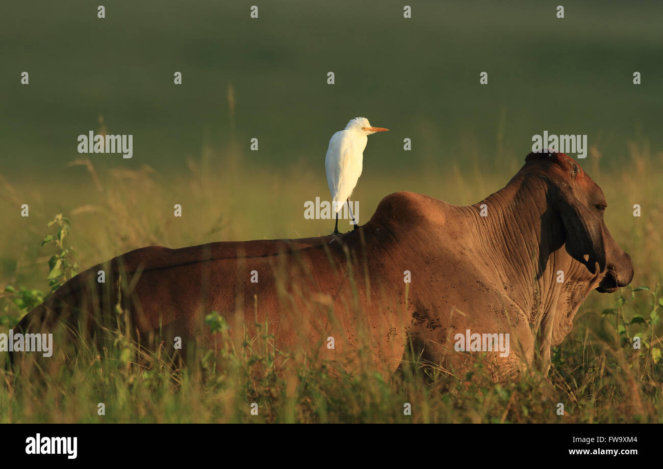 A Cattle Egret - Ardea ibis - standing on a heifer's back in a rural outback Australian paddock. Photo Chris Ison. Stock Photo