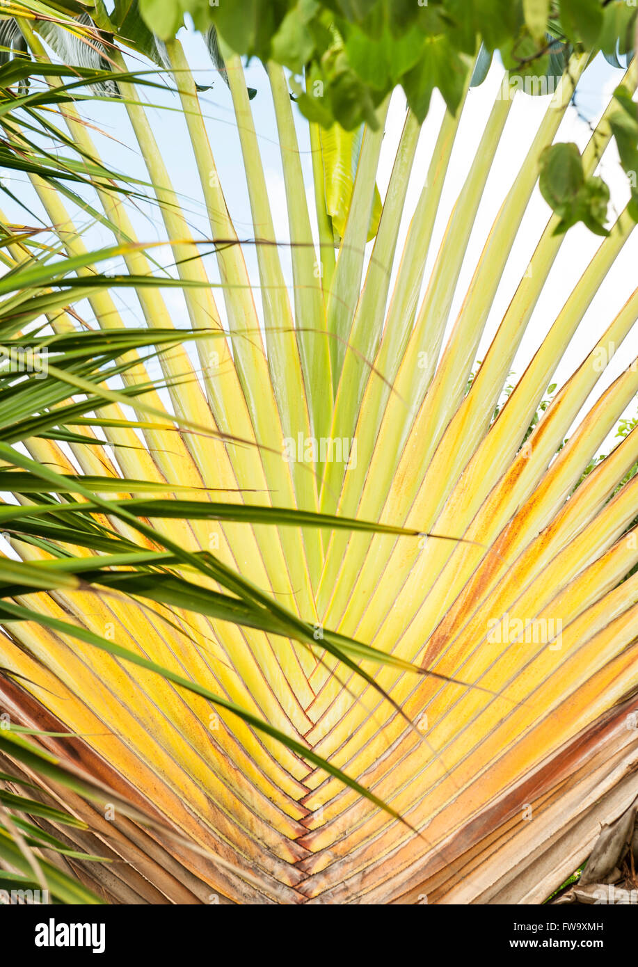 Palm tree in Mauritius. Stock Photo