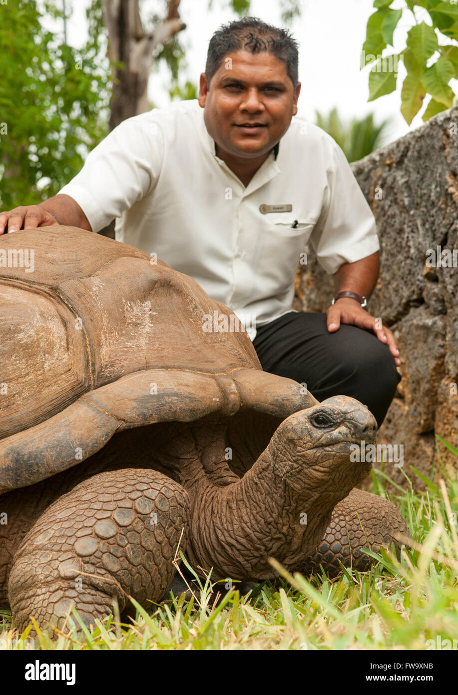 Giant tortoise and staff member at the Four Seasons Hotel in Mauritius. Stock Photo